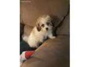 Cavachon Puppy for sale in Fox River Grove, IL, USA