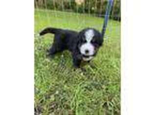 Bernese Mountain Dog Puppy for sale in Alanson, MI, USA