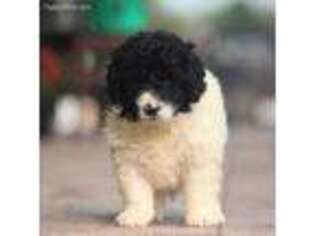 Newfoundland Puppy for sale in Spencerville, IN, USA