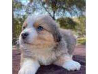 Australian Shepherd Puppy for sale in Altamonte Springs, FL, USA