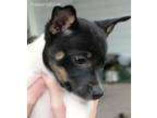 Rat Terrier Puppy for sale in Newman Lake, WA, USA