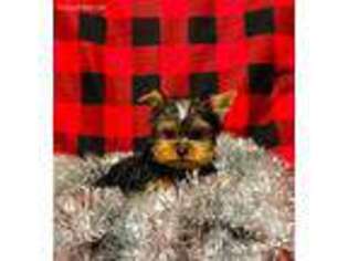 Yorkshire Terrier Puppy for sale in Live Oak, FL, USA