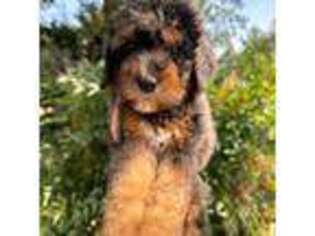 Mutt Puppy for sale in Anderson, CA, USA