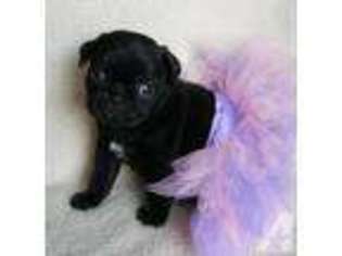 Pug Puppy for sale in ROBERTSDALE, AL, USA
