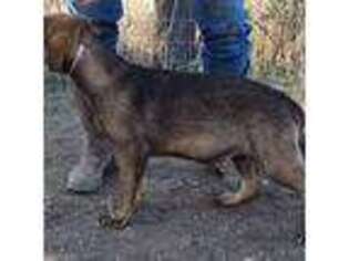 German Shepherd Dog Puppy for sale in Battle Mountain, NV, USA