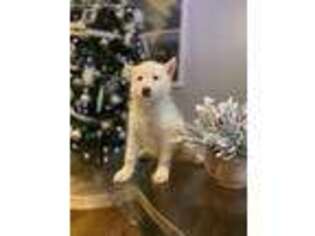 Siberian Husky Puppy for sale in Lanham, MD, USA
