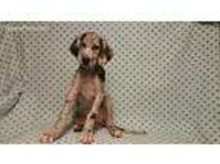 Great Dane Puppy for sale in Grand Prairie, TX, USA