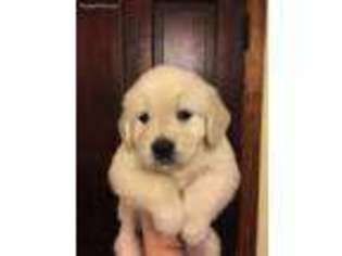 Mutt Puppy for sale in Jonesboro, IN, USA