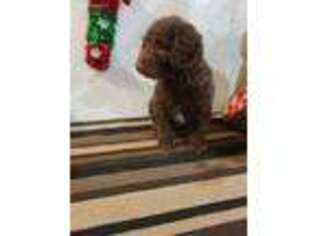 Labradoodle Puppy for sale in Springboro, OH, USA