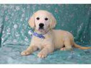 Mutt Puppy for sale in Wakarusa, IN, USA