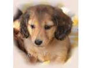 Dachshund Puppy for sale in Oakhurst, CA, USA