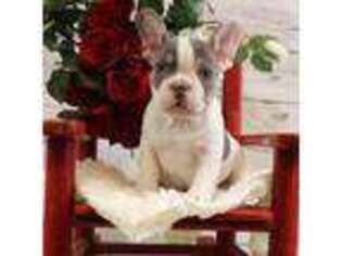 French Bulldog Puppy for sale in Tome, NM, USA