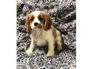 Cavalier King Charles Spaniel Puppy for sale in Saint Louis, MO, USA