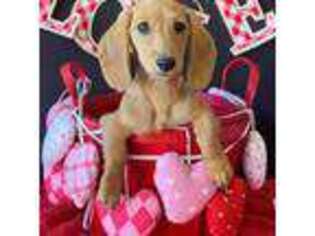 Dachshund Puppy for sale in Pflugerville, TX, USA