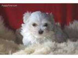Maltese Puppy for sale in Social Circle, GA, USA