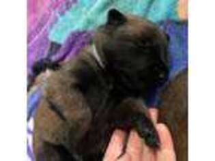 Belgian Malinois Puppy for sale in Citrus Heights, CA, USA