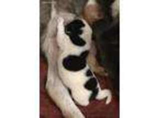 Akita Puppy for sale in Stephenville, TX, USA