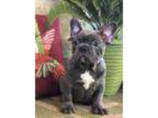French Bulldog Puppy for sale in Gustine, CA, USA