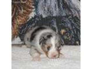 Miniature Australian Shepherd Puppy for sale in Bolivar, MO, USA
