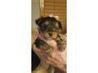 Yorkshire Terrier Puppy for sale in Browns Valley, MN, USA