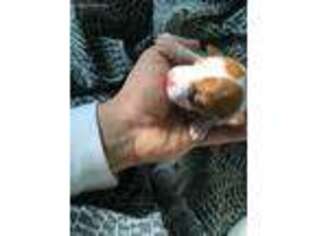 Jack Russell Terrier Puppy for sale in Newark, DE, USA
