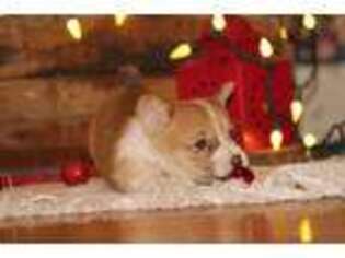 Pembroke Welsh Corgi Puppy for sale in Newville, PA, USA