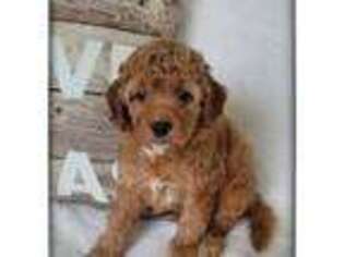 Cavapoo Puppy for sale in Mission, TX, USA