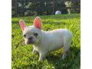 French Bulldog Puppy for sale in Huntington, WV, USA