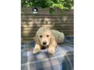 Mutt Puppy for sale in Sumner, IL, USA