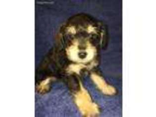 Schnoodle (Standard) Puppy for sale in New Philadelphia, OH, USA