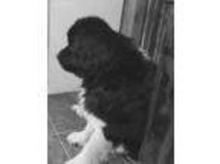 Newfoundland Puppy for sale in Granville Summit, PA, USA