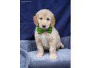 Labradoodle Puppy for sale in Buckingham, VA, USA