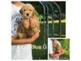 Goldendoodle Puppy for sale in Somerset, KY, USA
