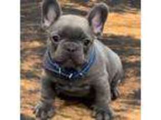 French Bulldog Puppy for sale in Boyd, TX, USA