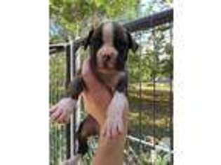 Boxer Puppy for sale in YORKTOWN, TX, USA