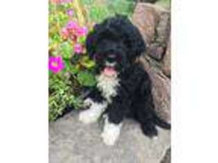 Portuguese Water Dog Puppy for sale in Bird In Hand, PA, USA