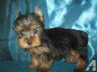 Yorkshire Terrier Puppy for sale in HUMBLE, TX, USA