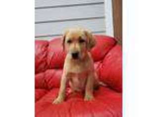 Labrador Retriever Puppy for sale in Federal Way, WA, USA