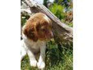 Brittany Puppy for sale in Gig Harbor, WA, USA