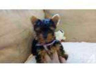 Yorkshire Terrier Puppy for sale in BEREA, KY, USA