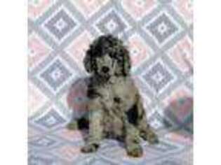 Mutt Puppy for sale in Jemison, AL, USA