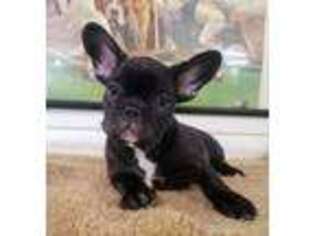 French Bulldog Puppy for sale in Carteret, NJ, USA