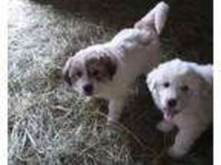 Great Pyrenees Puppy for sale in Ronan, MT, USA
