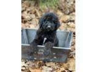 Labradoodle Puppy for sale in Dallas, TX, USA