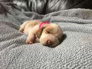 Basset Hound Puppy for sale in Pauline, SC, USA