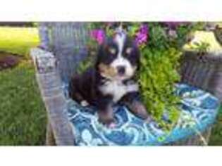 Bernese Mountain Dog Puppy for sale in Federalsburg, MD, USA