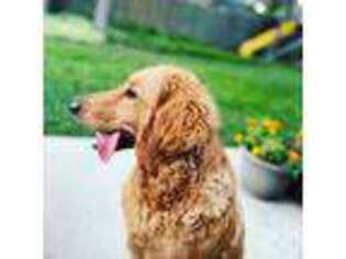 Goldendoodle Puppy for sale in Rolling Meadows, IL, USA