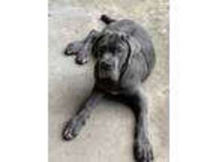 Neapolitan Mastiff Puppy for sale in Moultrie, GA, USA