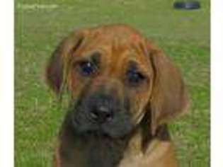 Rhodesian Ridgeback Puppy for sale in Pilot Point, TX, USA