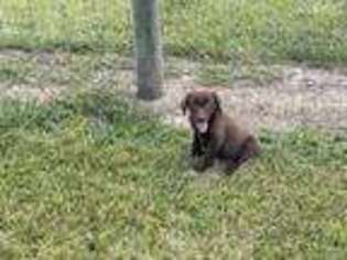 Labrador Retriever Puppy for sale in Indianapolis, IN, USA